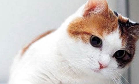 猫罐头可以加热吗?