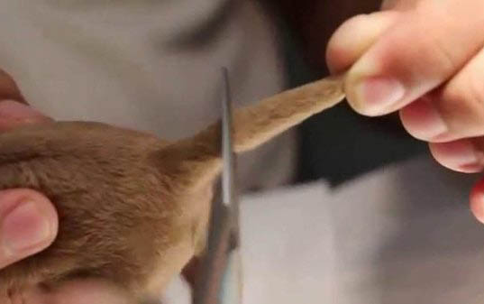 狗狗打预防针注意事项?