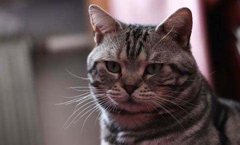 猫不喝水怎么办?