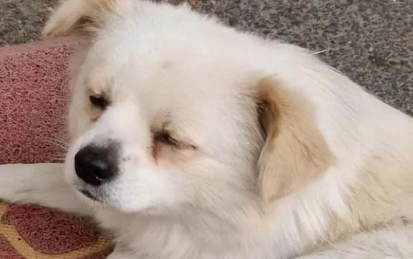 边牧跟金毛配出的小狗