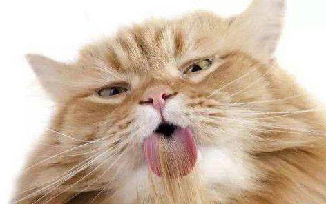 小猫一直叫唤