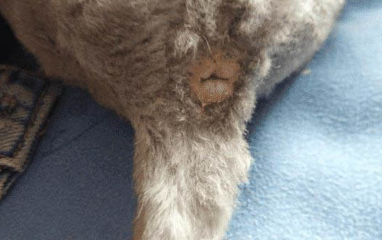 猫咪可以多久不喝水