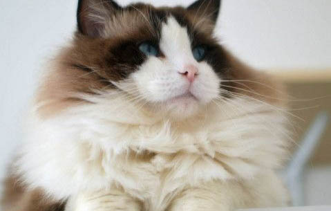 猫一只眼睛睁不开有分泌物还打喷嚏怎么办