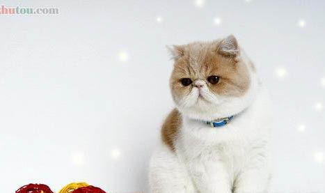 第一次养加菲猫这样养好吗？