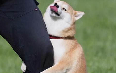 母狗生完小狗多久没奶