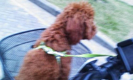 高加索犬吐清水了啥原因
