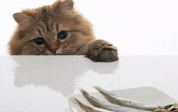 小猫死了要马上埋了吗