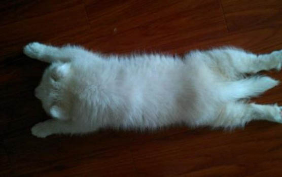 萨摩耶幼犬洗澡注意事项