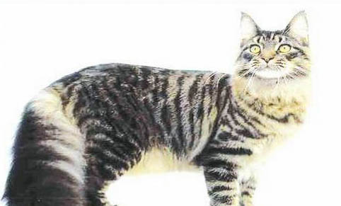 猫咪为什么会突然呕吐食物?