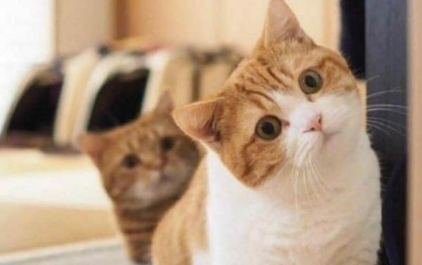 小猫拉肚子了该怎么办