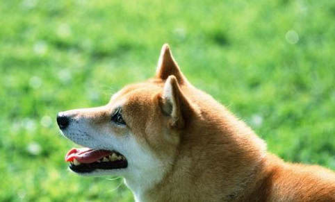 柴犬适合家养吗