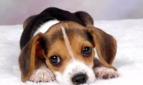 狗狗得狂犬病的症状有哪些