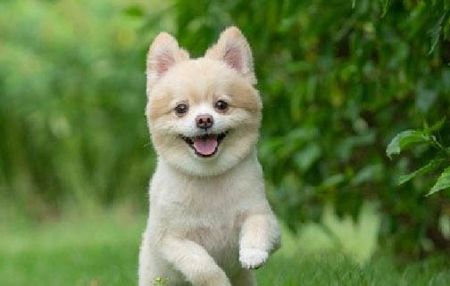 幼犬犬瘟治愈要多久