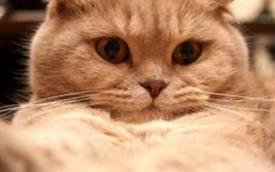 不建议饲养折耳猫的原因