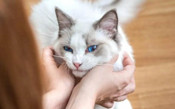 为什么猫咪会得猫藓呢