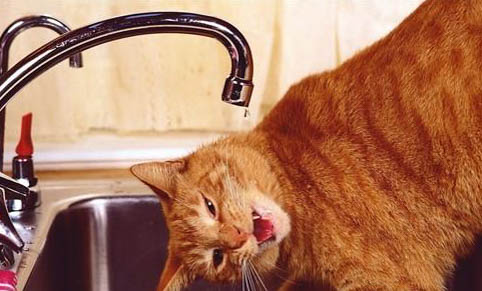 猫咪喝水都吐？这可能是原因