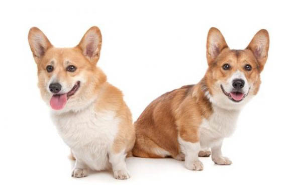 窝不咳犬用药在哪里买