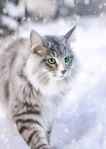 怀孕挪威森林猫咳嗽吃什么药