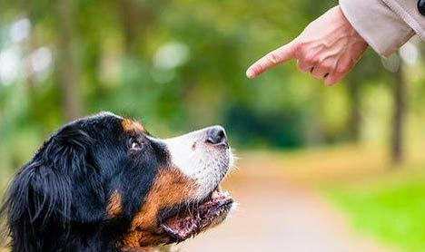 狗狗狂犬病症状表现