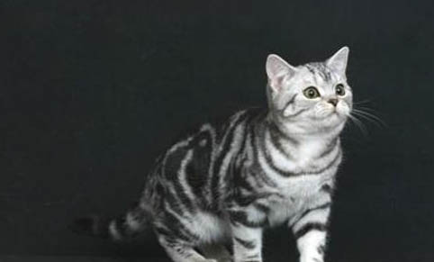 猫咪坐车一直叫怎么办