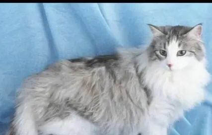 猫咪的心肌肥厚能活多久?