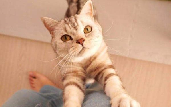 小猫咪可以吃什么