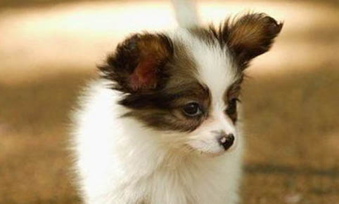 蝴蝶犬幼犬的特征