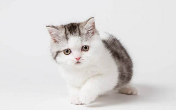 二个月的小猫罐头—次喂多少