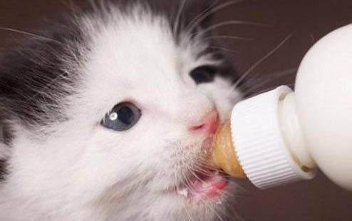怎么预防猫咪尿闭