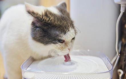 猫咪为什么不会累死的原因