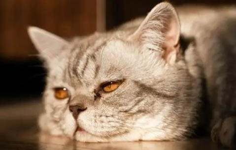 猫咪有黄眼屎正常吗
