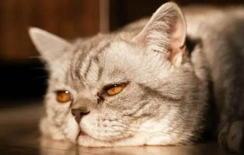 猫对主人的记忆有多久
