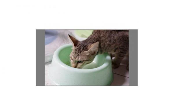 三个月小猫一天睡多久