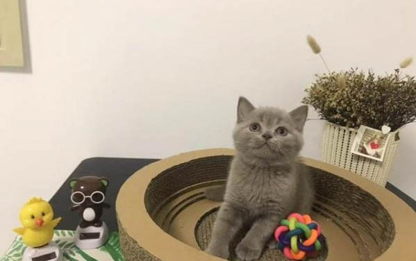 小猫一直拉肚子怎么回事