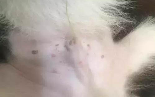 比熊狗狗感冒了可以吃狗粮吗