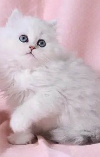 金吉拉猫的一点缺点