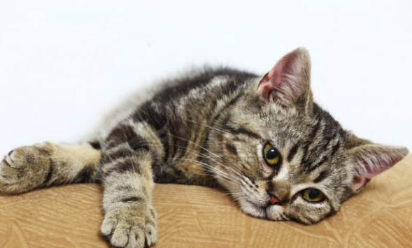 猫咪秃了一块但是皮肤干净是什么原因