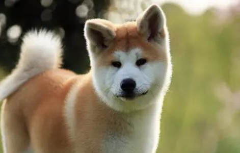 16个不可以养秋田犬的理由