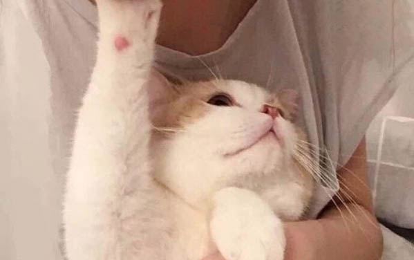 小猫可以喝牛奶吗