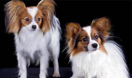 蝴蝶犬的优缺点主要有哪些