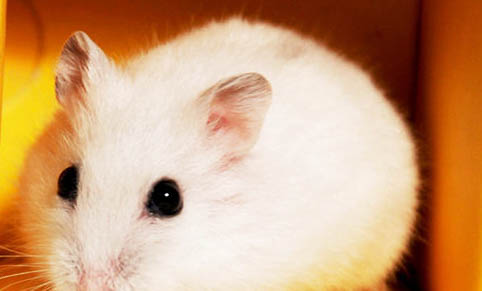 小仓鼠的寿命是多少年，哪种品种的寿命最长