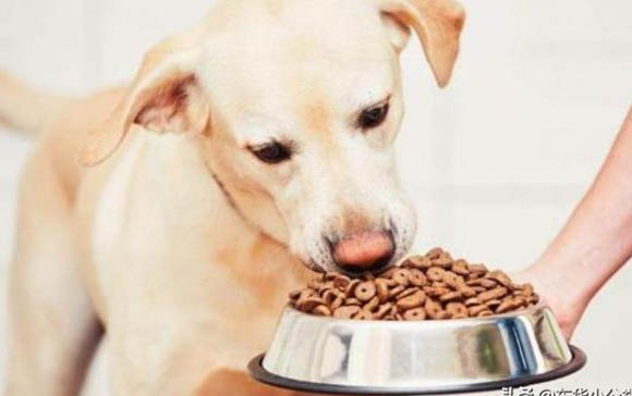为什么小狗不能吃巧克力