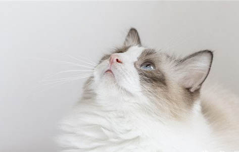 小猫感冒了怎么办,如何预防猫咪感冒