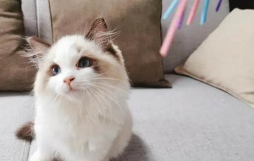 猫咪迟迟不生怎么办