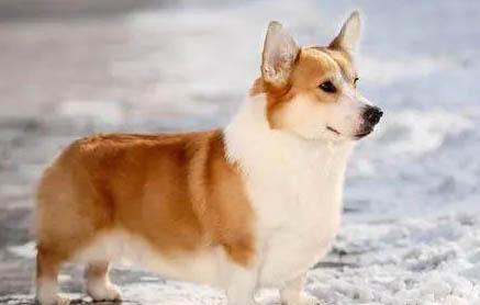 柯基是小型犬还是中型犬