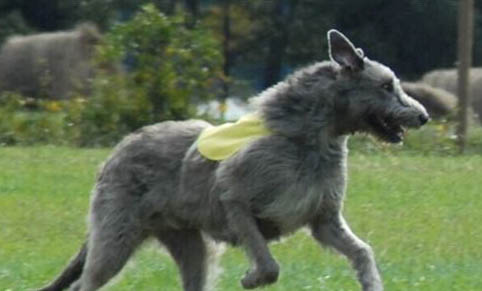 爱尔兰猎狼犬身体发抖的原因及处理方法