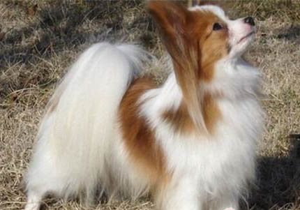 蝴蝶犬产后十天可以洗澡吗