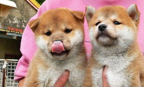 柴犬能吃米饭吗?