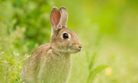 兔子可以吃猕猴桃吗