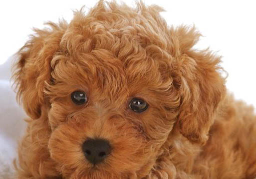 泰迪犬怎么美容